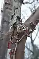 Bark peeling only on the live branch