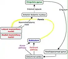 Neural pathway of the Papez circuit