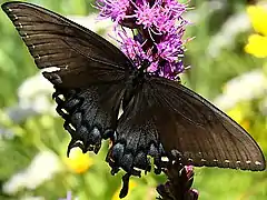 Female dark morph upperside