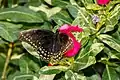 Papilio menatius ssp. morelius