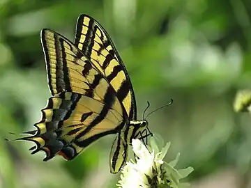 Female nectaring, with wide black stripes on her forewings