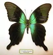 ''Papilio peranthus'' ♂