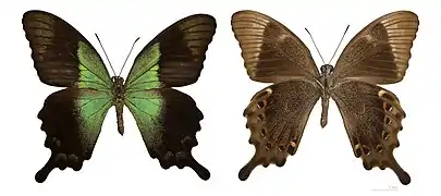 ''Papilio peranthus'' ♀