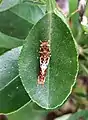 Papilio rumiko larva on a lemon leaf