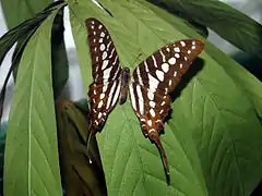 Mounted specimen, at the Museo Civico di Storia Naturale di Milano