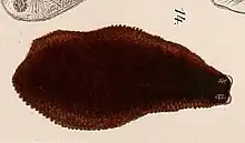 A wide, dark brown flatworm