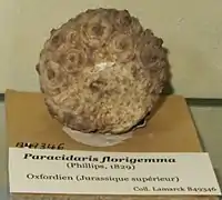 Paracidaris florigemma (Polycidaridae, fossil)