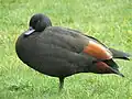 Male, Karori Wildlife Sanctuary