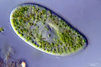 A single-celled ciliate with green zoochlorellae living inside endosymbiotically.