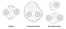 Spermatozoa of various Trepaxonemata (transverse sections, transmission electron microscopy)