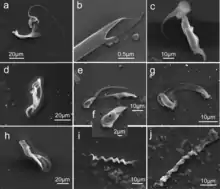 Scanning electron microscopy of various species