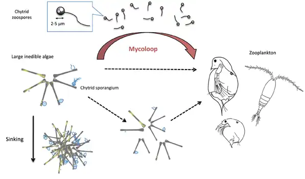 Image 18Diagram of a mycoloop (fungus loop) Parasitic chytrids can transfer material from large inedible phytoplankton to zooplankton. Chytrids zoospores are excellent food for zooplankton in terms of size (2–5 μm in diameter), shape, nutritional quality (rich in polyunsaturated fatty acids and cholesterols). Large colonies of host phytoplankton may also be fragmented by chytrid infections and become edible to zooplankton. (from Marine fungi)