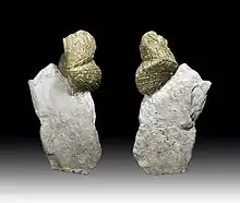 Paraspirifer bownockeri in pyrite