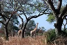 Image 24Giraffes in Waza National Park (from Tourism in Cameroon)