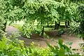 Path and park bench, under deciduous trees in spring.