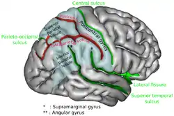 Gyri and sulci of right cerebral hemisphere. Postcentral sulcus labeled in red at top center.