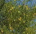 Plant of Parkinsonia aculeata