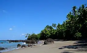  Ocean beach with palm trees