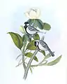 Cinereous Tit, Parus cinereus, between 1850 and 1883, Birds of Asia, Volume 2, J  Gould & H. C. Richter