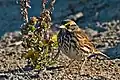 Probably a Belding's sparrow, wintering in California