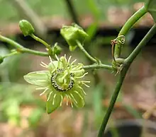 Flor de pasión(Passiflora suberosa)