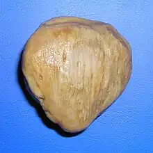Human left patella from the front