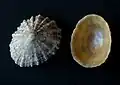 Shells of the common limpet from Wales