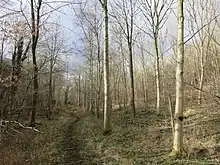Pishill Woods