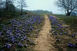 A path covered in bird's-foot violets in the Spring Green Preserve in Sauk County, Wisconsin