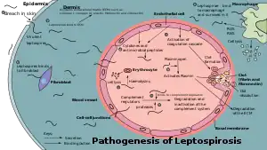  Diagram showing the pathogenesis of leptospirosis