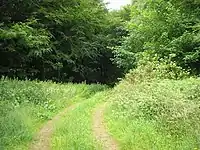 Trees and path