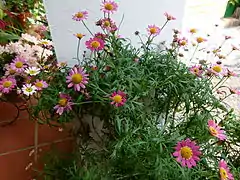 As a patio plant in Spain