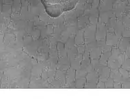 Patterned ground in the form of polygonal features is associated with ground ice.  It is rare to be found this far south (45 degrees north latitude).  Picture taken by Mars Global Surveyor.