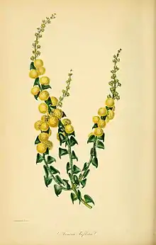 Illustration of "Acacia biflora"