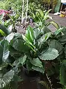 Peace Lily