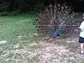 Peacock