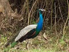 Wild animals and birds are seen in the forest area of the region