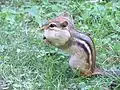 Chipmunk in profile with cheek pouch swollen by a peanut pod