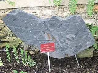 Imprints of the extinct fern Pecopteris from Commentry, France, 300 million years old