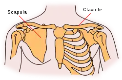 The scapula, on left.