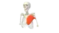 3d Computer Generated Image of Pectoralis Major Muscle