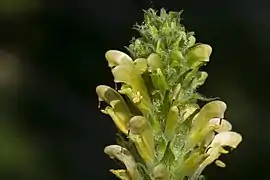 Pedicularis bracteosa flower detail