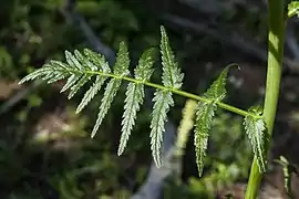 Pedicularis bracteosa leaf structure