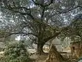 Peepal Tree