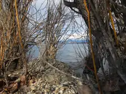 Peering through Undergrowth at the Lake Okanagan Shore line in early Spring at the Braeloch Beach Access