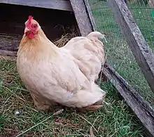 A Pekin hen