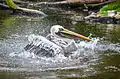 A Peruvian pelican takes a bath at Weltvogelpark Walsrode, Germany