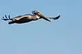 Brown Pelican (Pelecanus occidentalis californicus) at San Francisco Bay