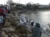 Pelican feeding