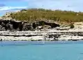 Pelicans on Penguin Island